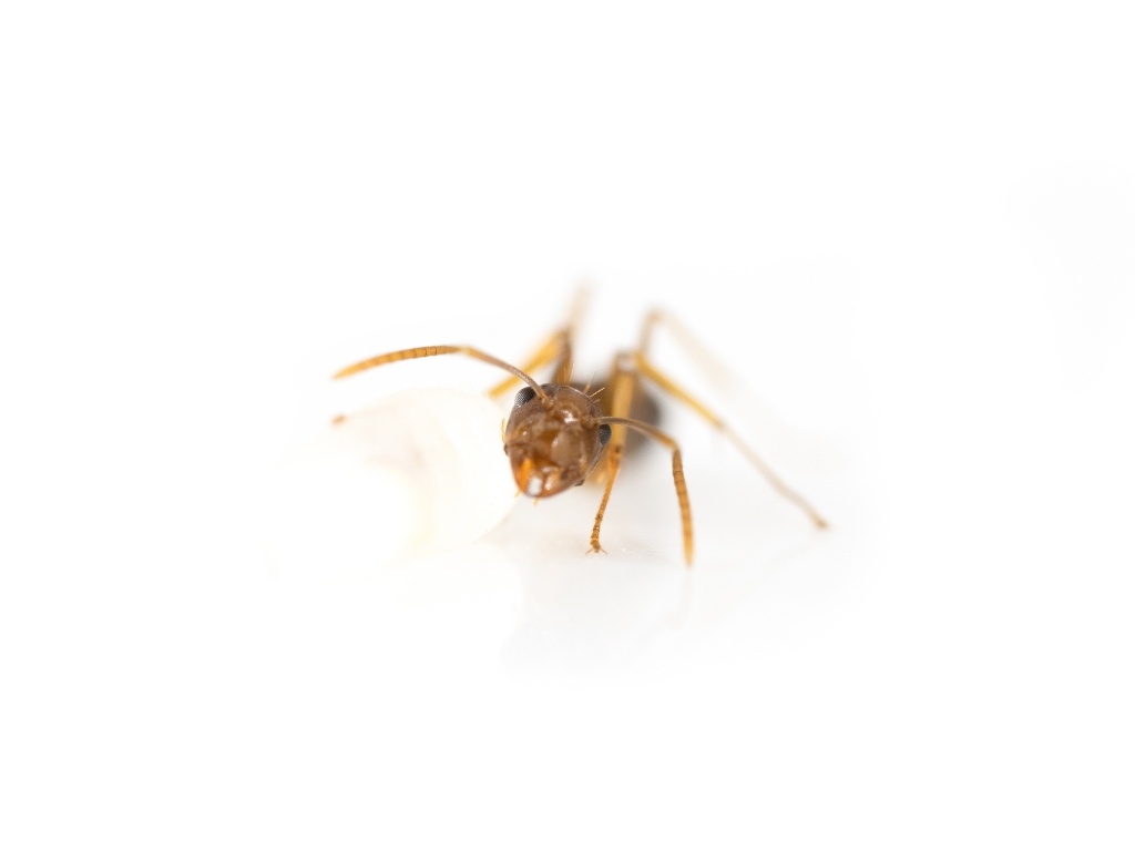 Camponotus maculatus subnudus